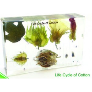 Life Cycle of Cotton